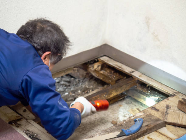 Best Crawl Space Mold Removal  in Chappaqua, NY