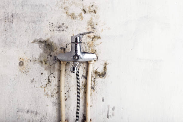 Best Residential Mold Removal  in Chappaqua, NY