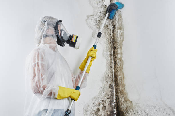 Best Fast Mold Removal  in Chappaqua, NY