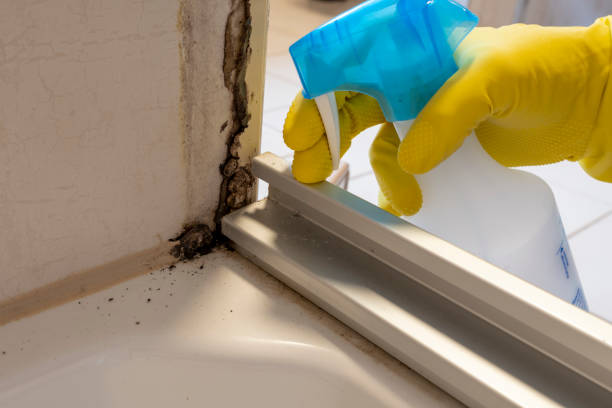 Best Local Mold Removal Service  in Chappaqua, NY