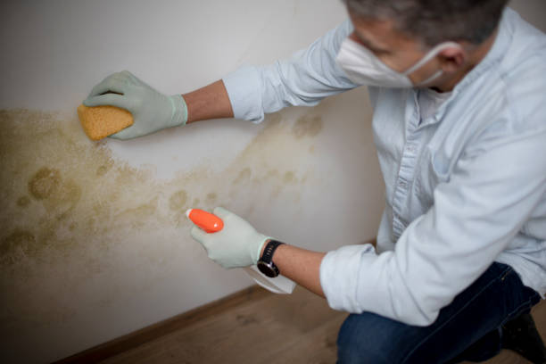 Best Certified Mold Removal  in Chappaqua, NY