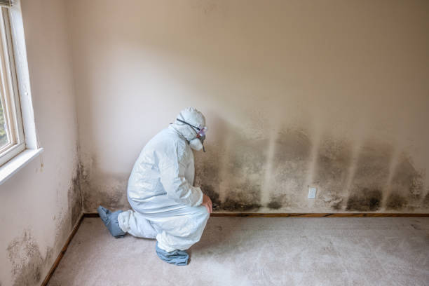Best Mold Remediation  in Chappaqua, NY