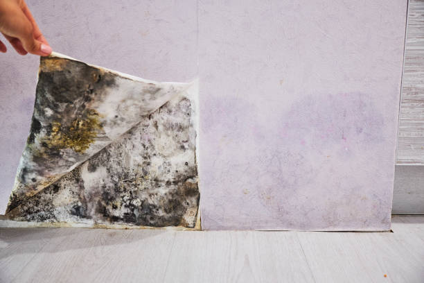 Best Commercial Mold Removal  in Chappaqua, NY